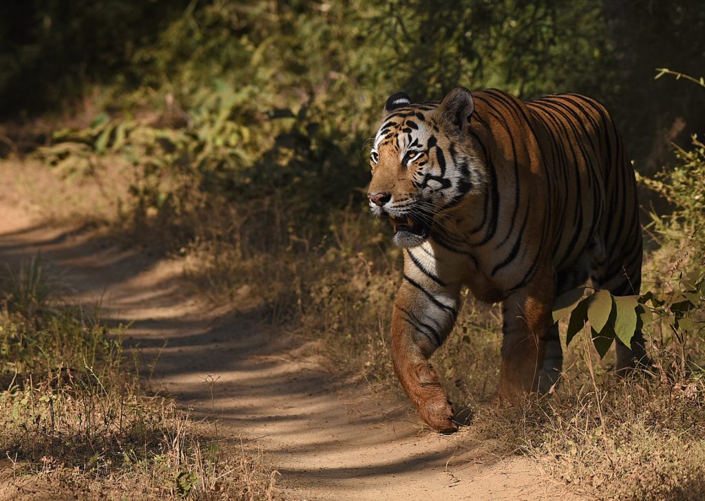 Protecting Tigers | A Conversation with Dr. Anish Andheria - LiveNewCanaan