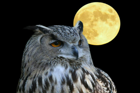 A picture of an owl sitting in front of the full moon.