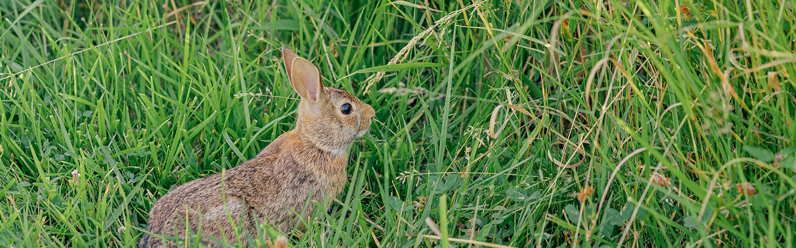 Animal Encounters 1600x500 Web Hero UnOleC.tmp