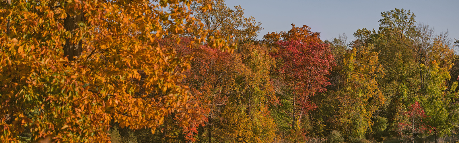 10.26.23 Living Classroom Natures Palette 1600x500 for web hero CauWcs.tmp