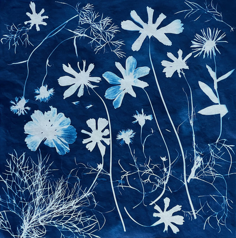 Cyanotype With Botanicals 2 uOmViC.tmp